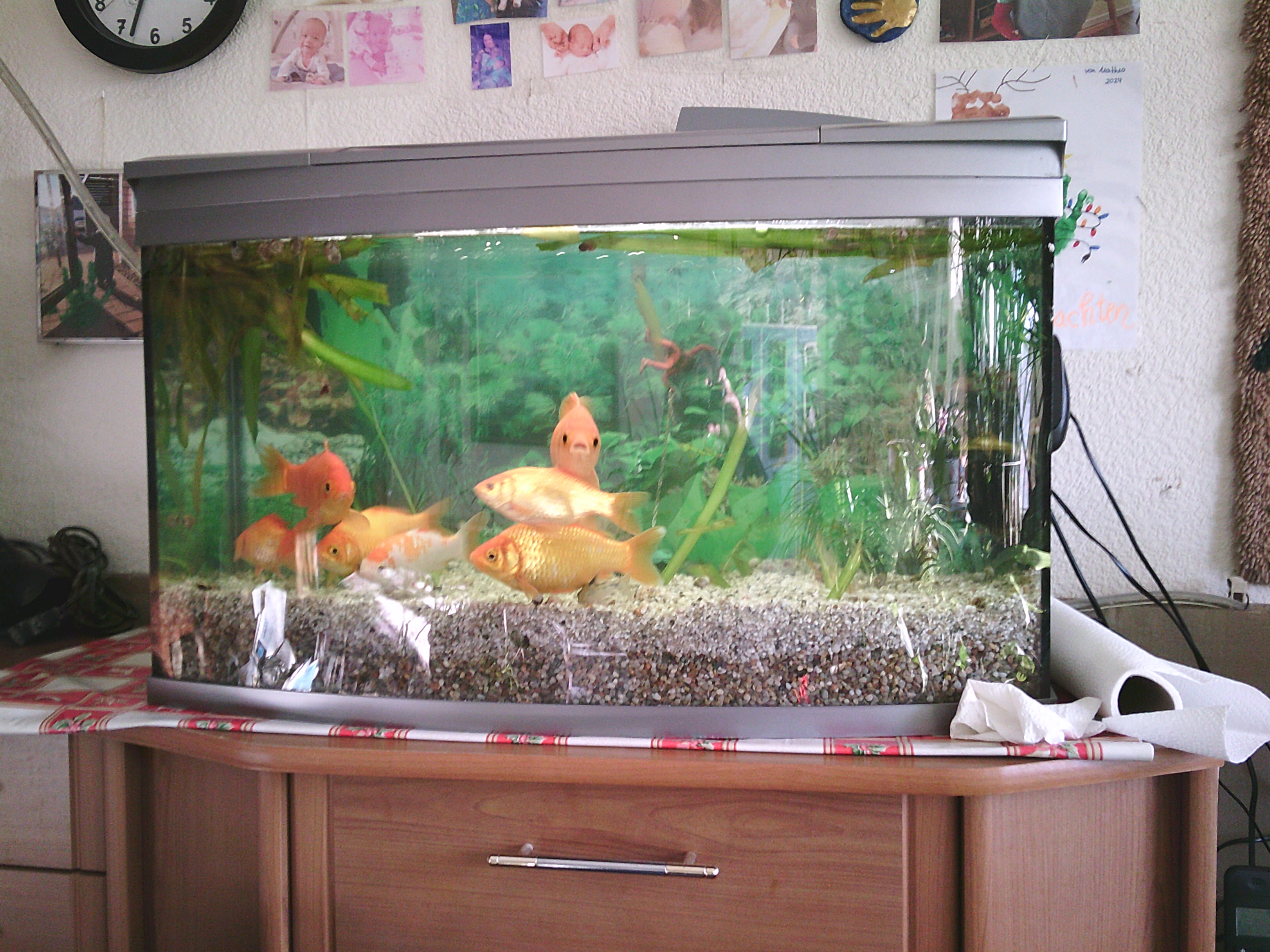 Meine Goldies im neuen Becken