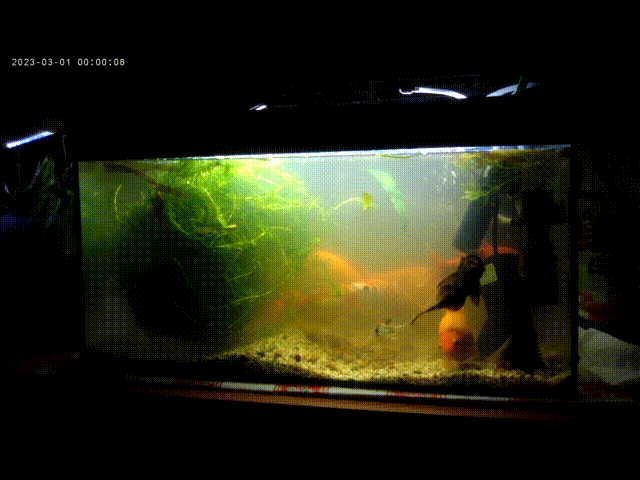 Meine Goldies im 60cm-Becken
