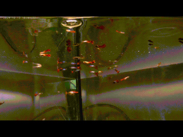 Guppies im Eck-Aquarium