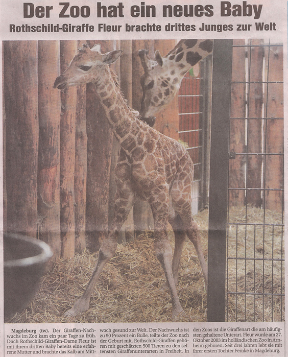 25_2_2012_Magdeburger_Sonntag-Giraffenbaby