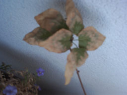 herbst 2012