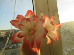 EIMG_7216