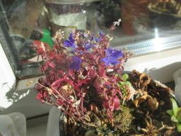 EIMG_7411