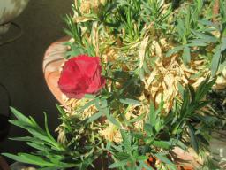 EIMG_7414