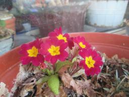 EIMG_7509