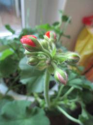 EIMG_7771