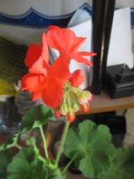 EIMG_7898