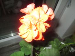 EIMG_7910