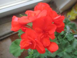 EIMG_7915