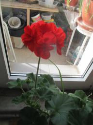 EIMG_7923