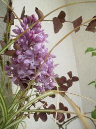 EIMG_7931
