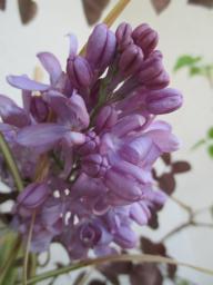 EIMG_7946