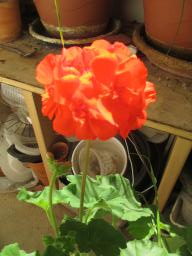 EIMG_7981