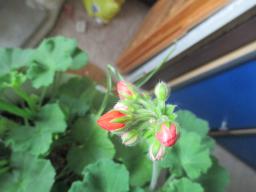 EIMG_8145