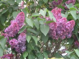 EIMG_8185