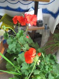 EIMG_8216