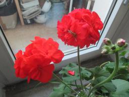 EIMG_8254