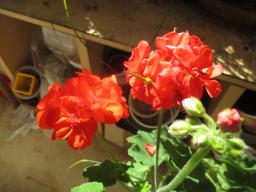 EIMG_8307