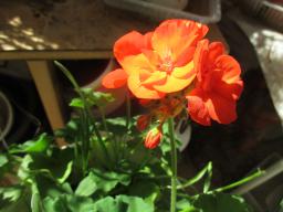 EIMG_8308