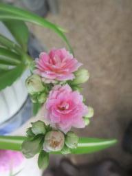 EIMG_8309