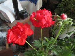 EIMG_8315