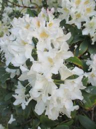 EIMG_8331