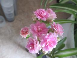EIMG_8435