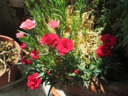EIMG_8462
