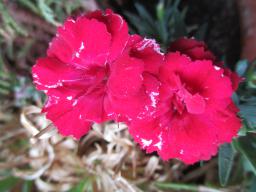 EIMG_8484