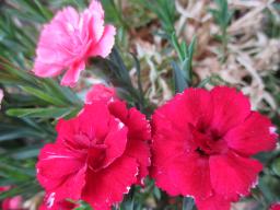 EIMG_8485