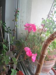 EIMG_8542