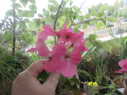 EIMG_8694