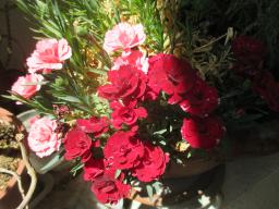 EIMG_8724