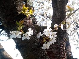 fruhling2025_Garten_IMG_20250416_151730