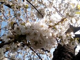 fruhling2025_Garten_IMG_20250416_151739