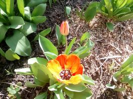 fruhling2025_Garten_IMG_20250416_151800