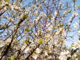 fruhling2025_Garten_IMG_20250416_151820