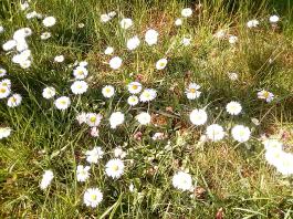 fruhling2025_Garten_IMG_20250416_151829