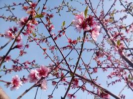 fruhling2025_Garten_IMG_20250416_151838