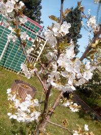 fruhling2025_Garten_IMG_20250416_151854