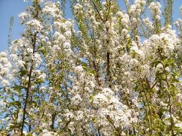 fruhling2025_Garten_IMG_20250416_151903