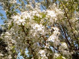 fruhling2025_Garten_IMG_20250416_151909