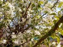 fruhling2025_Garten_IMG_20250416_151923