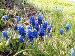 fruhling2025_Garten_IMG_20250416_151941