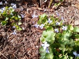 fruhling2025_Garten_IMG_20250416_152006