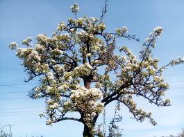 fruhling2025_Garten_IMG_20250416_152023