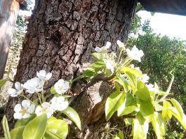 fruhling2025_Garten_IMG_20250416_152034