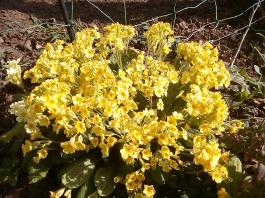 fruhling2025_Garten_IMG_20250416_152134