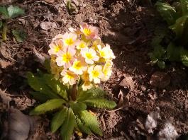 fruhling2025_Garten_IMG_20250416_152138