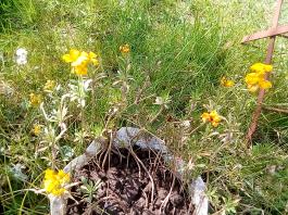 fruhling2025_Garten_IMG_20250416_152147